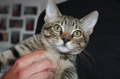 RESERVIERT: Titus - Kater