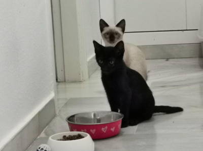 RESERVIERT Tokio&Rio (ALO) Jungtier - Kater