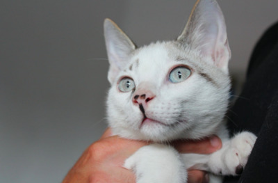 RESERVIERT: Troy - Kater