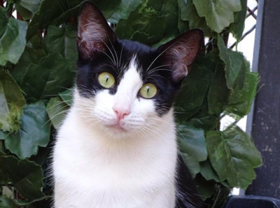 RESERVIERT: nahm ihr Schicksal in die Pfote:YUE FFM - Katze