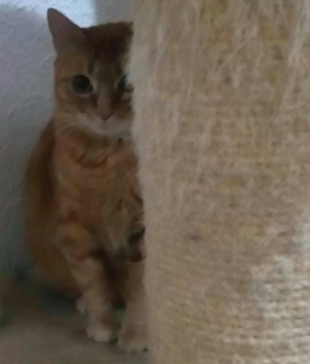 RESERVIERT: rotes Katzenmädchen Sofia (ALO) - Katze