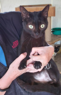 RESERVIERT süßer Caffrey bei MUC (ALM) - Kater