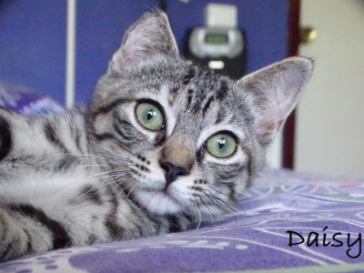 RESERVIERT: zuckersüße Daisy (ALO) - Katze