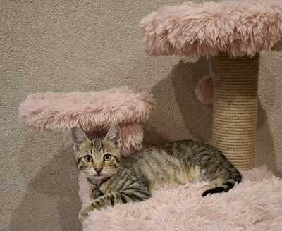 RIO, Bruder von Tokyo, Gewöhnliche Katze Jungtier - Kater