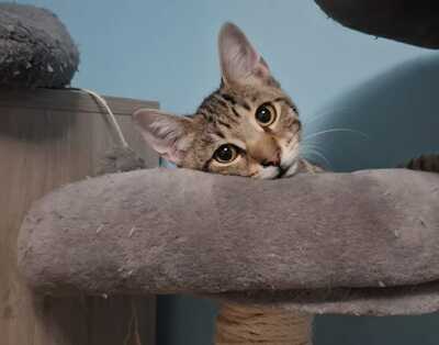 RIO, Gewöhnliche Katze Jungtier - Kater