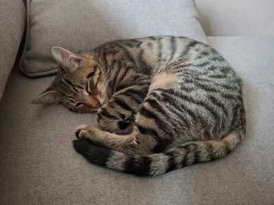 RIO, Gewöhnliche Katze Jungtier - Kater