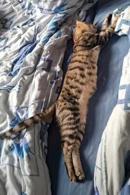 RIO, Gewöhnliche Katze Jungtier - Kater