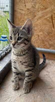 RIVA - glückliches verspieltes Kätzchen, Gewöhnliche Katze Jungtier - Kater