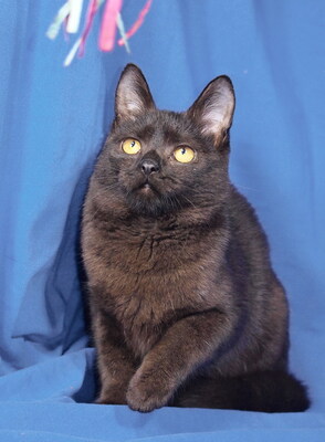 ROBI - R E S E R V I E R T !!!!! ausnehmend freundlich und lebensfroh, lebhaft, verspielt, neugierig, hundeverträglich, Mischling - Kater