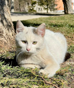 ROBIN sucht SEIN ZUHAUSE mit BATMAN - NOTFALL, ROBIN sucht SEIN ZUHAUSE mit BATMAN - NOTFALL - Kater