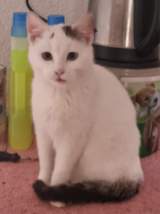 ROBIN sucht SEIN ZUHAUSE mit BATMAN - NOTFALL, ROBIN sucht SEIN ZUHAUSE mit BATMAN - NOTFALL - Kater