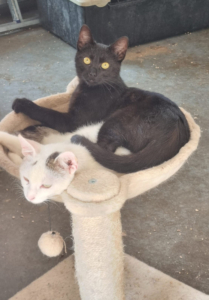 ROBIN sucht SEIN ZUHAUSE mit BATMAN - NOTFALL, ROBIN sucht SEIN ZUHAUSE mit BATMAN - NOTFALL - Kater