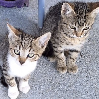 RONI, EKH Jungtier - Kater