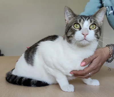 Raúl - liebevolles Zuhause gesucht, EKH - Kater