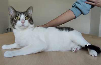 Raúl - liebevolles Zuhause gesucht, EKH - Kater