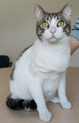 Raúl - liebevolles Zuhause gesucht, EKH - Kater