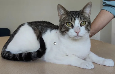 Raúl - liebevolles Zuhause gesucht, EKH - Kater
