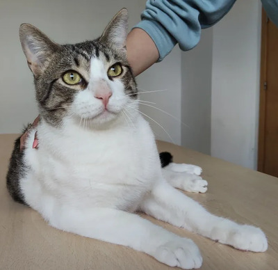 Raúl - liebevolles Zuhause gesucht, EKH - Kater