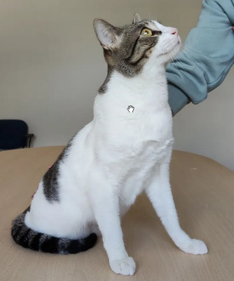 Raúl - liebevolles Zuhause gesucht, EKH - Kater