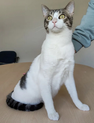 Raúl - liebevolles Zuhause gesucht, EKH - Kater