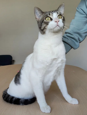 Raúl - liebevolles Zuhause gesucht, EKH - Kater