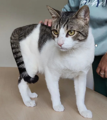 Raúl - liebevolles Zuhause gesucht, EKH - Kater