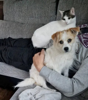 Rafaela - neugierige Schusekatze, EKH - Katze