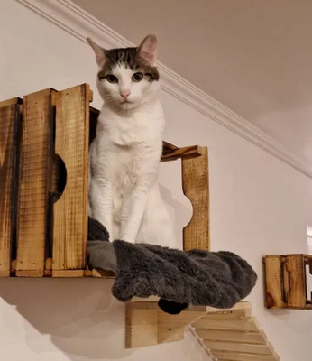Rafaela - neugierige Schusekatze, EKH - Katze