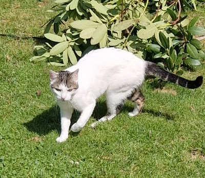 Rafaela - neugierige Schusekatze, EKH - Katze
