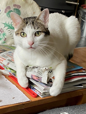 Rafaela - neugierige Schusekatze, EKH - Katze