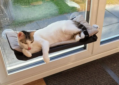 Rafaela - neugierige Schusekatze, EKH - Katze