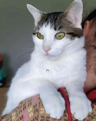 Rafaela - neugierige Schusekatze, EKH - Katze