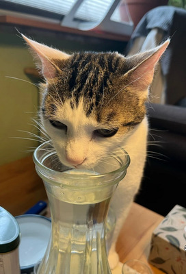 Rafaela - neugierige Schusekatze, EKH - Katze