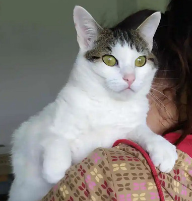 Rafaela - neugierige Schusekatze, EKH - Katze