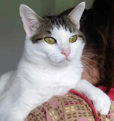 Rafaela - neugierige Schusekatze, EKH - Katze