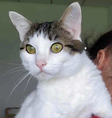 Rafaela - neugierige Schusekatze, EKH - Katze