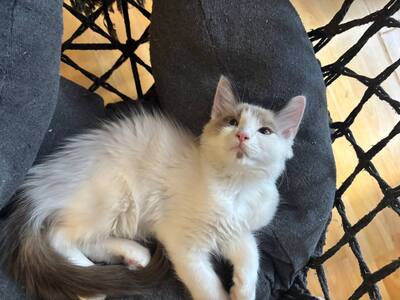 Ragdoll Birma mix Jungtier - Kater