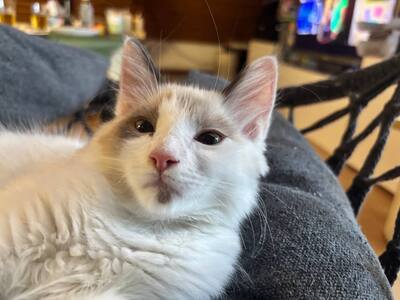 Ragdoll Birma mix Jungtier - Kater