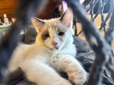 Ragdoll Birma mix Jungtier - Kater