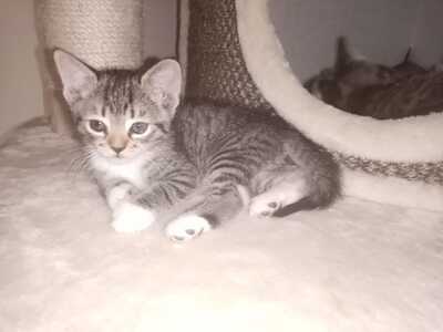 Ragdoll - Hauskatze Jungtier - Katze