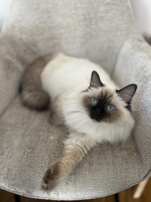 Ragdoll & Heilige Birma, Heilige Birma / Ragdoll - Katze