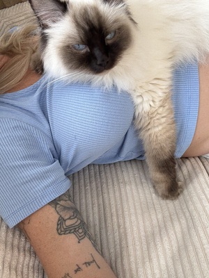 Ragdoll & Heilige Birma, Heilige Birma / Ragdoll - Katze
