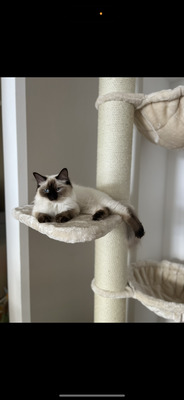 Ragdoll & Heilige Birma, Heilige Birma / Ragdoll - Katze