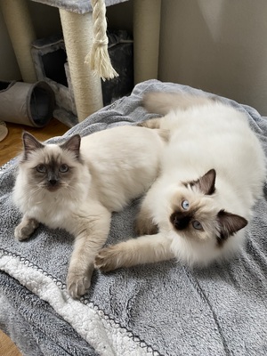 Ragdoll & Heilige Birma, Heilige Birma / Ragdoll - Katze