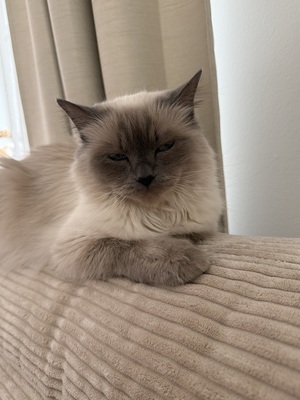 Ragdoll & Heilige Birma, Heilige Birma / Ragdoll - Katze