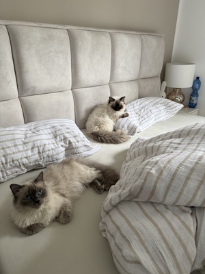 Ragdoll & Heilige Birma, Heilige Birma / Ragdoll - Katze