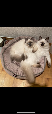 Ragdoll & Heilige Birma, Heilige Birma / Ragdoll - Katze