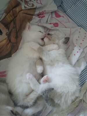 Ragdoll Jungtier - Katze