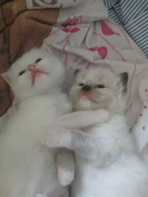 Ragdoll Jungtier - Katze