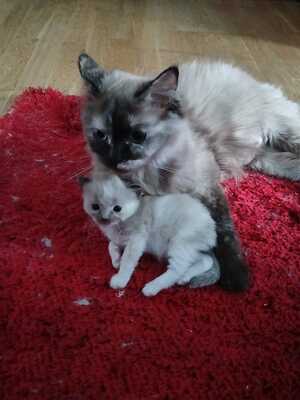 Ragdoll Jungtier - Katze